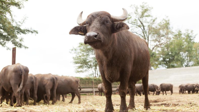 L’avanzata delle bufale